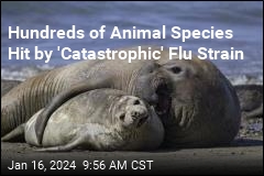 Hundreds of Animal Species Hit by &#39;Catastrophic&#39; Flu Strain