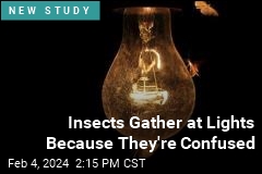 Insects Gather at Lights Because They&#39;re Confused