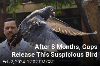 Cops Release Suspicious Bird: OK, You&#39;re Not a Spy