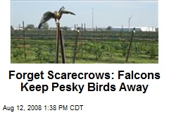 Forget Scarecrows: Falcons Keep Pesky Birds Away