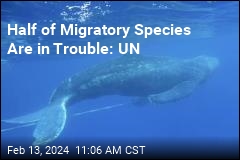 Nearly Half of Migratory Species Are in Decline: UN