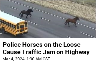 Police Horses on the Loose Cause Traffic Jam on Interstate