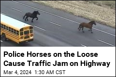 Police Horses on the Loose Cause Traffic Jam on Interstate