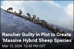 Rancher Guilty in Plot to Create &#39;Massive Hybrid Sheep Species&#39;