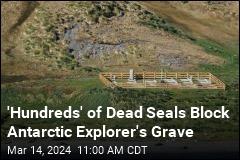 Dead Seals Block Access to Antarctic Explorer&#39;s Grave