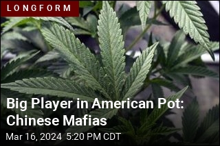 Big Player in American Pot: Chinese Mafias