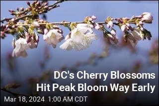 Washington, DC Cherry Blossoms Hit Peak Bloom Way Early