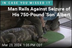 Man Rails Against Seizure of His 750-Pound &#39;Son&#39; Albert