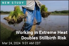 Working in Extreme Heat Doubles Stillbirth Risk