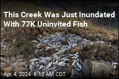 Truck Crash Dumps 77K Live Fish Into River