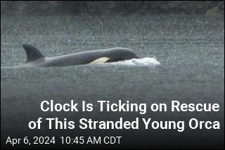 Clock Is Ticking on Rescue of This Stranded Young Orca