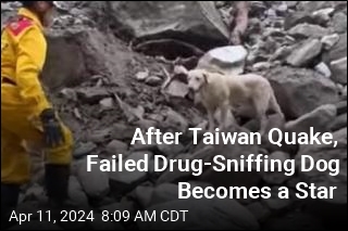 Failed Drug-Sniffing Dog Is a Quake Hero