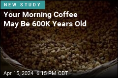 Your Morning Coffee May Be 600K Years Old