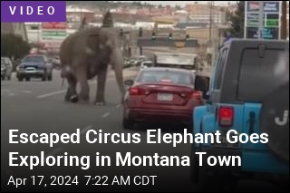 Escaped Circus Elephant Goes Exploring in Montana Town