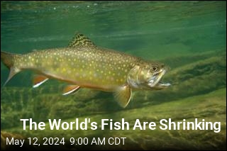 The World&#39;s Fish Are Shrinking