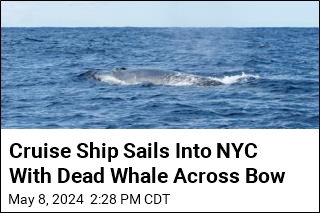 Cruise Ship Sails Into NYC With Dead Whale Across Bow