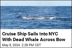 Cruise Ship Sails Into NYC With Dead Whale Across Bow