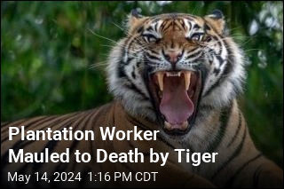 Plantation Worker Mauled to Death by Tiger