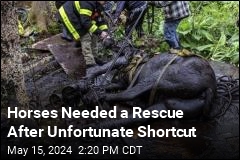 Horses Needed a Rescue After Unfortunate Shortcut