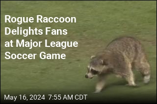 Rogue Raccoon Delights Fans at Major League Soccer Game