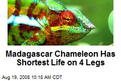 Madagascar Chameleon Has Shortest Life on 4 Legs