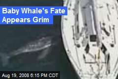 Baby Whale's Fate Appears Grim