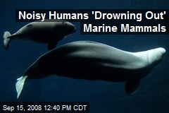 Noisy Humans 'Drowning Out' Marine Mammals