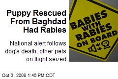 Puppy Rescued From Baghdad Had Rabies