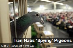 Iran Nabs 'Spying' Pigeons