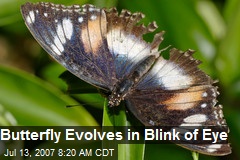 Butterfly Evolves in Blink of Eye