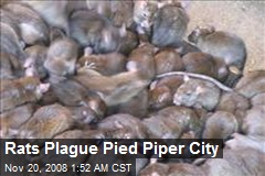 Rats Plague Pied Piper City