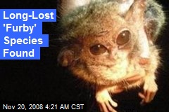 Long-Lost 'Furby' Species Found