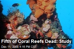 Fifth of Coral Reefs Dead: Study