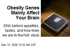 Obesity Genes Mainly Affect Your Brain