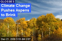 Climate Change Pushes Aspens to Brink