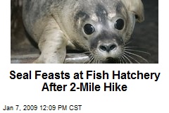 Seal Feasts at Fish Hatchery After 2-Mile Hike