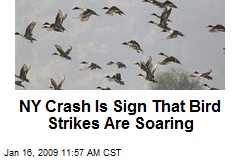 NY Crash Is Sign That Bird Strikes Are Soaring