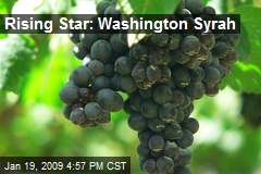 Rising Star: Washington Syrah