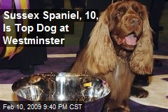 Sussex Spaniel, 10, Is Top Dog at Westminster
