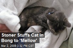 Stoner Stuffs Cat in Bong to 'Mellow'