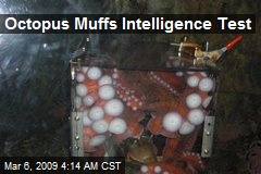 Octopus Muffs Intelligence Test