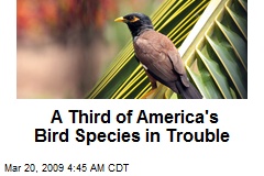 A Third of America's Bird Species in Trouble