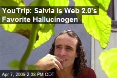 YouTrip: Salvia Is Web 2.0's Favorite Hallucinogen