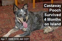 Castaway Pooch Survived 4 Months on Island