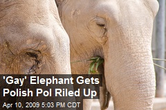 'Gay' Elephant Gets Polish Pol Riled Up