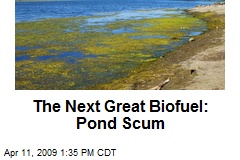 The Next Great Biofuel: Pond Scum