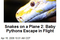 Snakes on a Plane 2: Baby Pythons Escape in Flight
