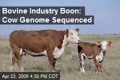Bovine Industry Boon: Cow Genome Sequenced