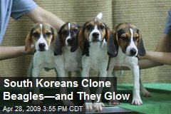 South Koreans Clone Beagles&mdash;and They Glow