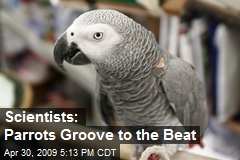 Scientists: Parrots Groove to the Beat